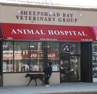 Veterinarian in Brooklyn, NY - welcome image Veterinarian in Brooklyn, NY